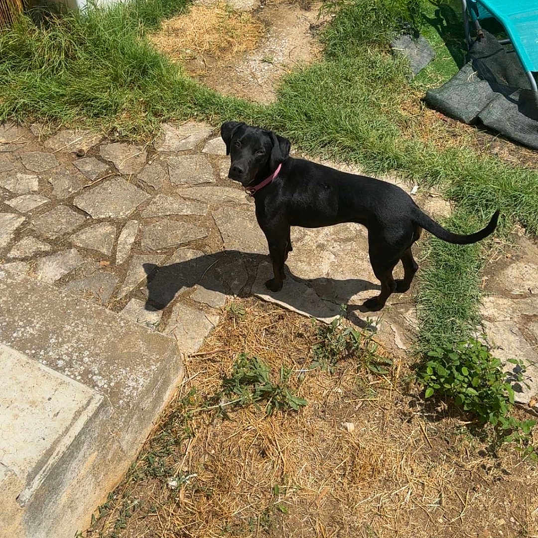 Naya a rejoint le concours — aidez-le/la à gagner de superbes lots ! animal, black_dog, blue_chair, chair, collar, daytime, dog, dry_grass, garden, grass, greenery, nature, outdoor, pet, shadows, stone_pathway, summer, sunlight, wall, yard