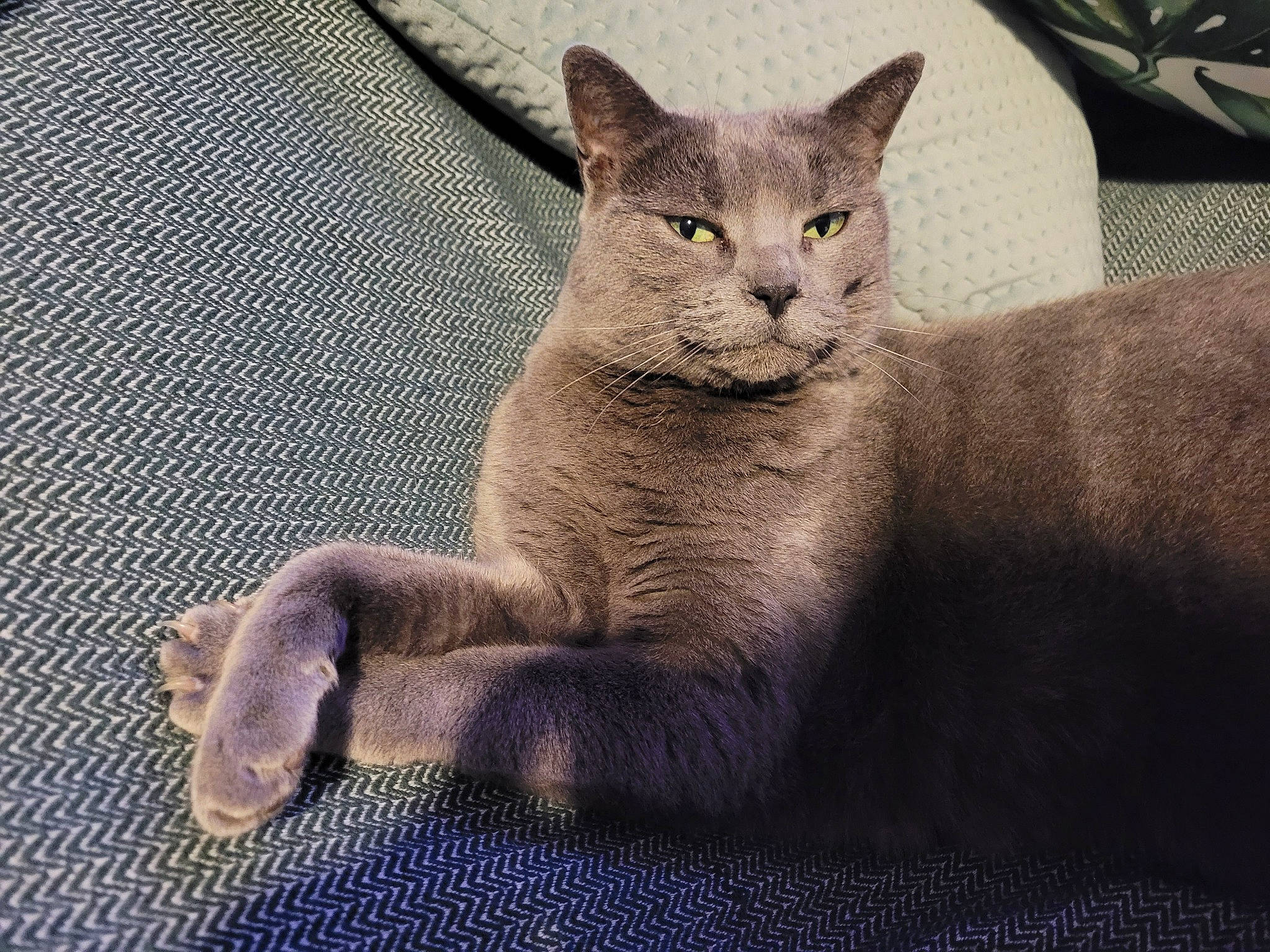 Inaya participe au concours pour gagner de l'argent avec cette photo : carnivore, cat, claw, comfort, domestic_short_haired_cat, eye, fawn, felidae, fur, grey, russian_blue, sitting, small_to_medium_sized_cats, snout, tail, terrestrial_animal, whiskers, wildlife