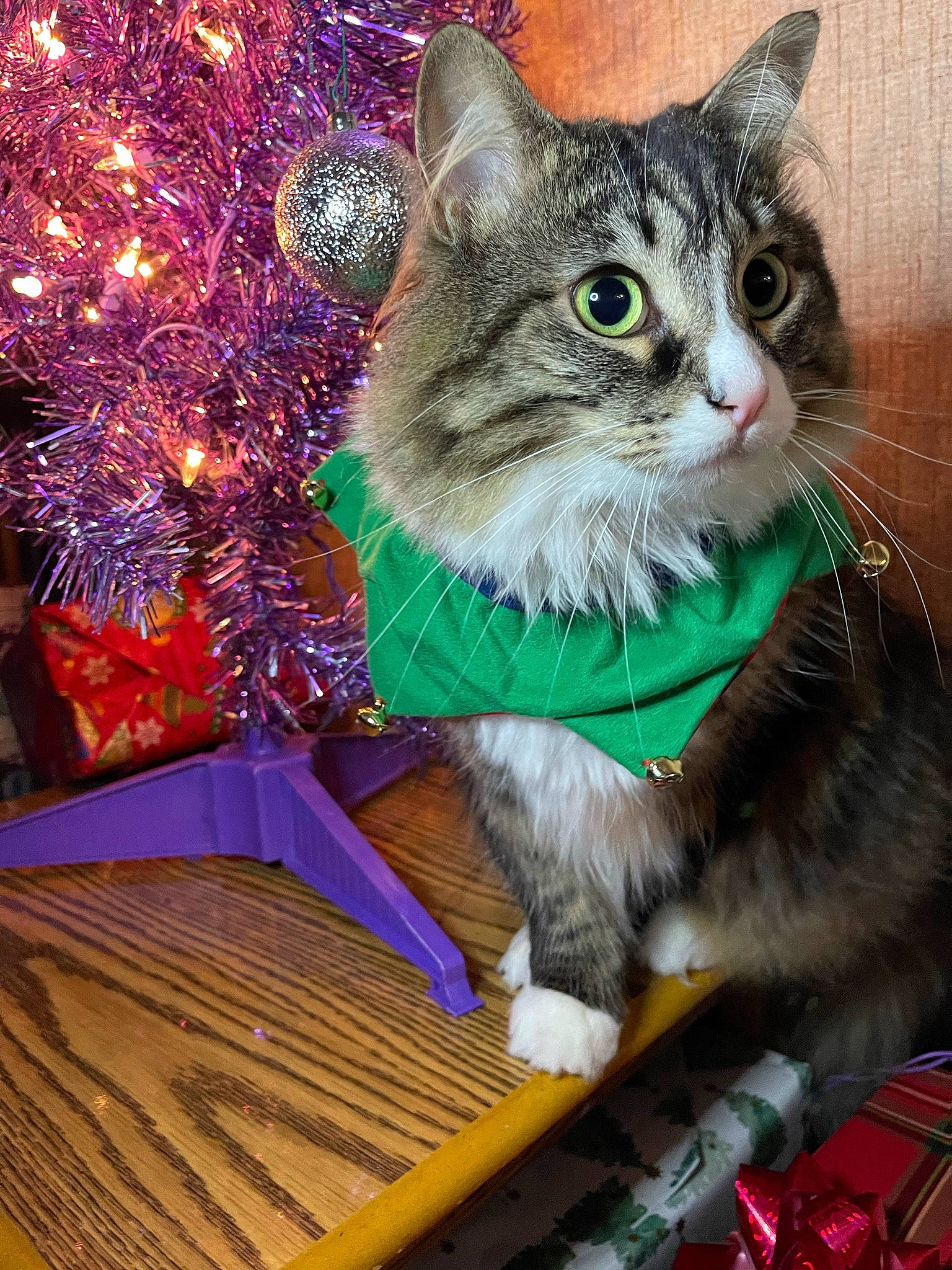 Baby Cat is registered to the contest to win money with this photo: carnivore, cat, cat_supply, christmas, christmas_ornament, christmas_tree, claw, collar, domestic_short_haired_cat, event, felidae, fur, holiday, holiday_ornament, ornament, paw, small_to_medium_sized_cats, snout, tail, whiskers