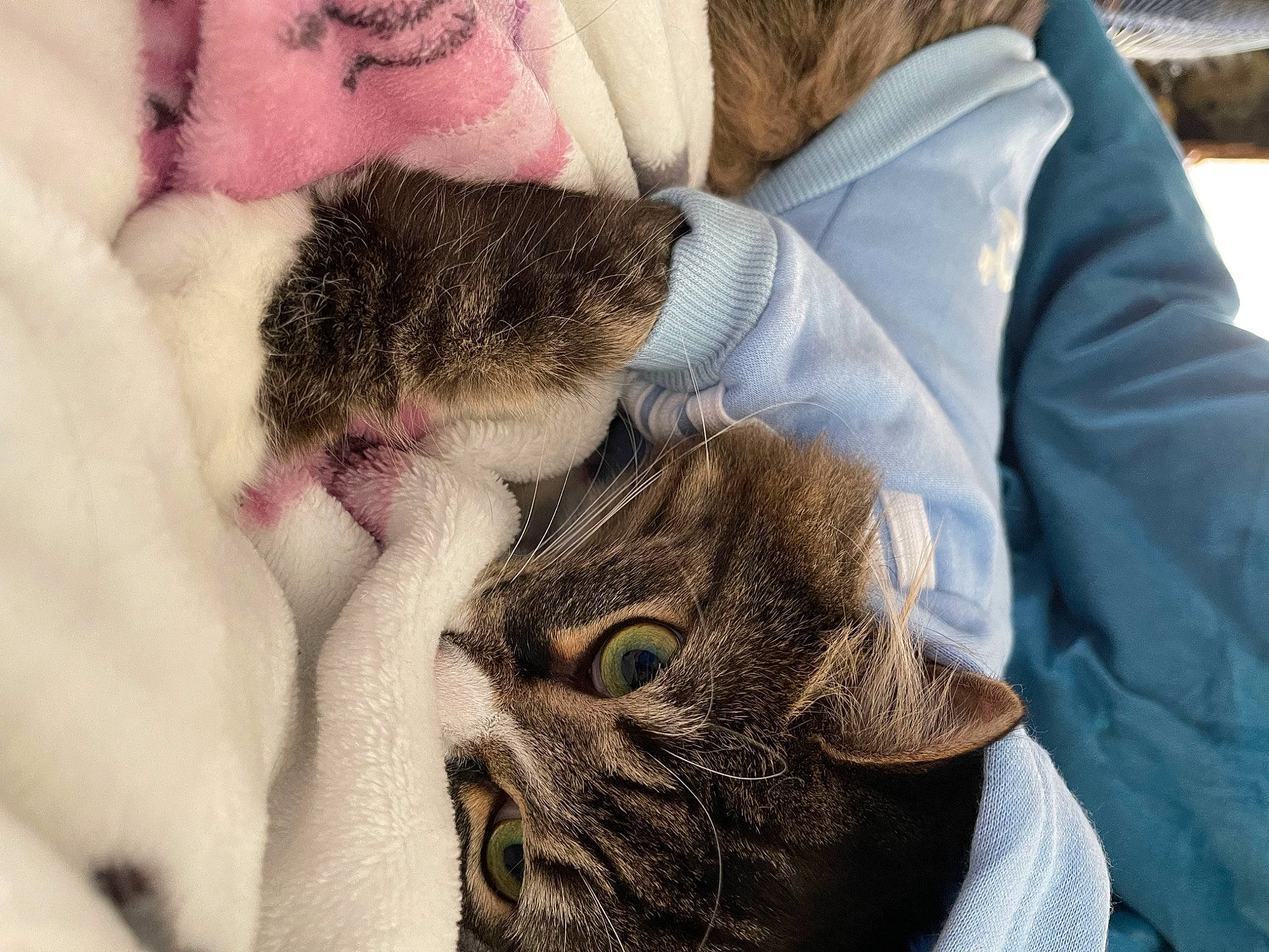 Baby Cat joined the competition — help win amazing prizes! carnivore, cat, claw, comfort, domestic_short_haired_cat, ear, fawn, felidae, fur, gesture, mammal, nail, paw, small_to_medium_sized_cats, snout, snow, tail, textile, vertebrate, whiskers