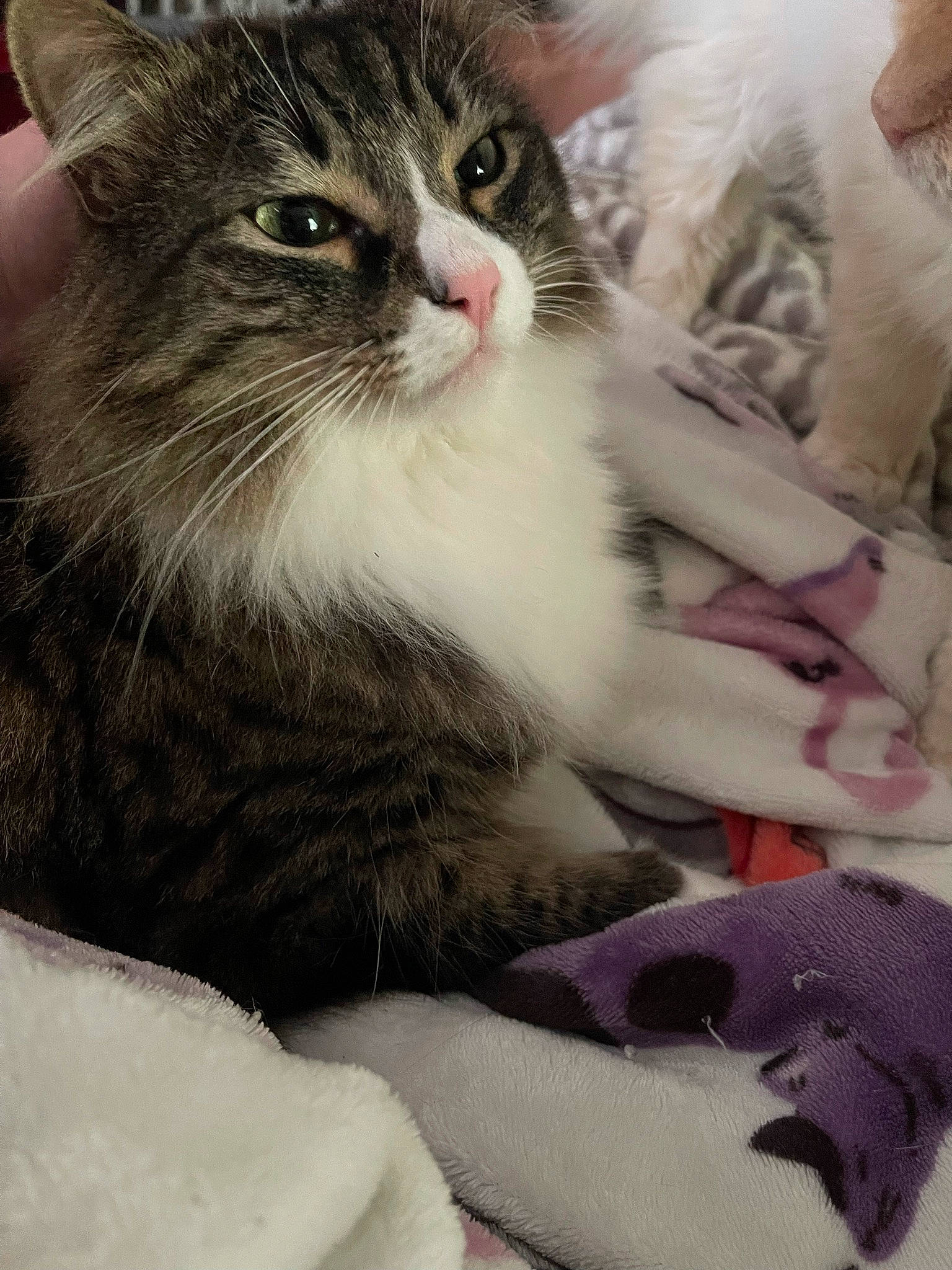 Baby Cat joined the competition — help win amazing prizes! carnivore, cat, claw, comfort, domestic_short_haired_cat, felidae, fur, lap, paw, sitting, small_to_medium_sized_cats, whiskers, window