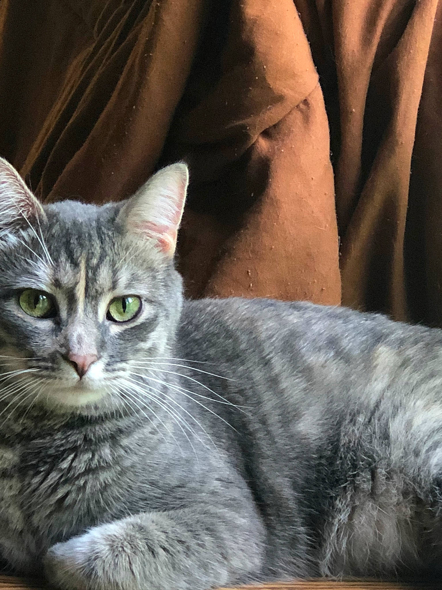 Kiki is registered to the contest to win money with this photo: carnivore, cat, comfort, domestic_short_haired_cat, felidae, fur, grey, puzzle, small_to_medium_sized_cats, snout, tail, terrestrial_animal, whiskers, wildlife, window