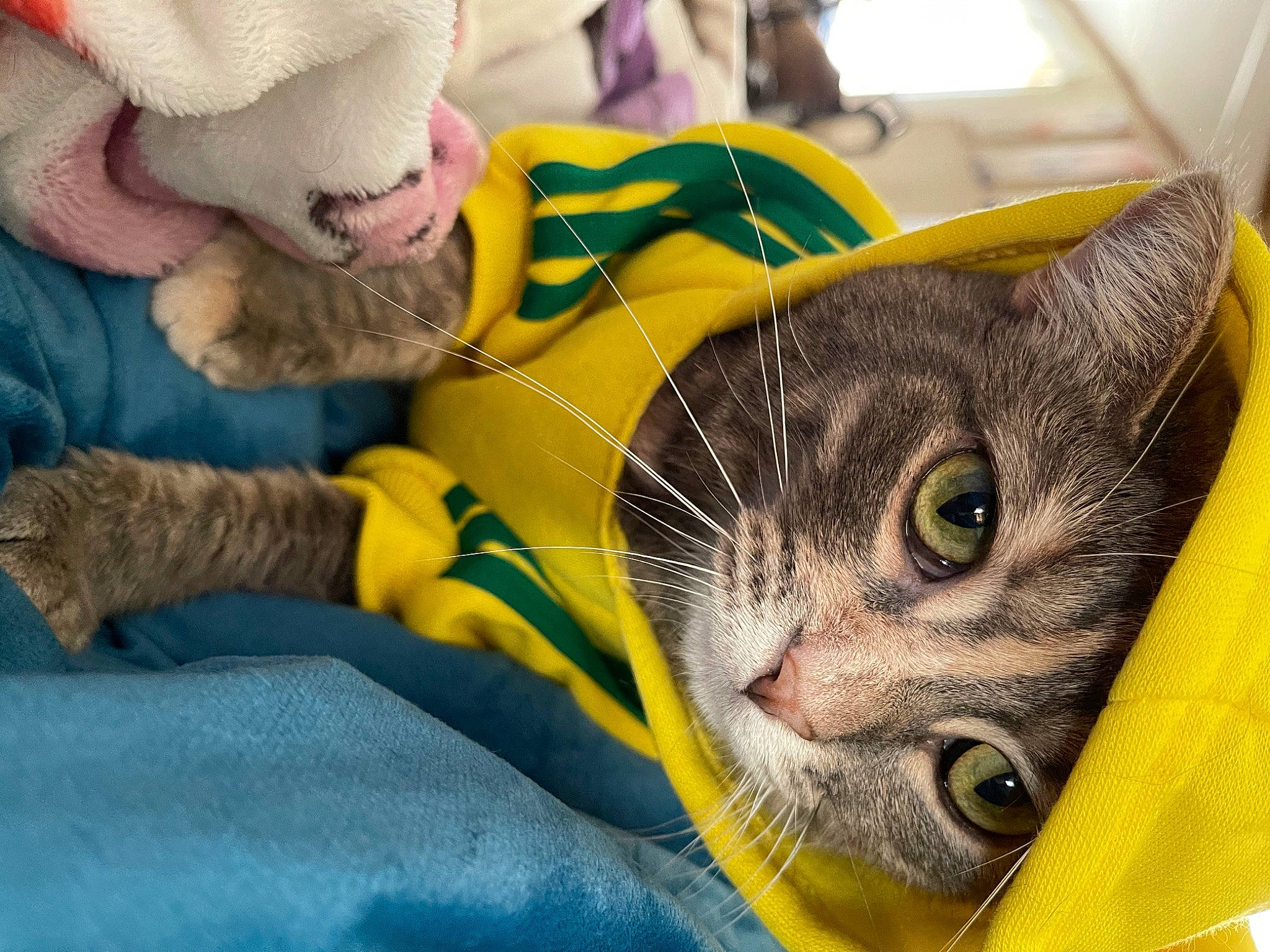 Kiki is registered to the contest to win money with this photo: carnivore, cat, child, comfort, domestic_short_haired_cat, ear, felidae, fur, grass, headgear, paw, personal_protective_equipment, play, plush, small_to_medium_sized_cats, snout, stuffed_toy, toy, whiskers, yellow