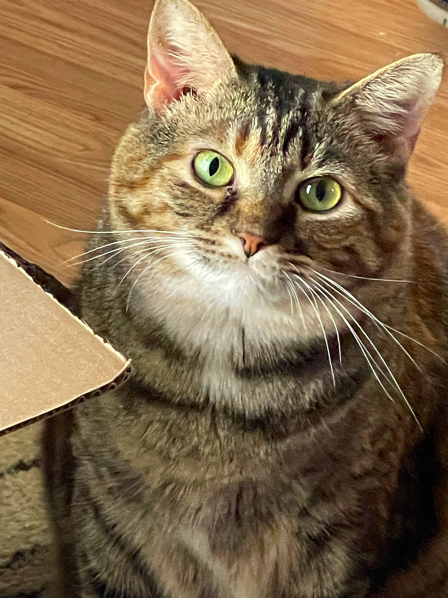 Melody joined the competition — help win amazing prizes! carnivore, cat, close_up, domestic_short_haired_cat, felidae, fur, hardwood, small_to_medium_sized_cats, snout, terrestrial_animal, whiskers, window, wood