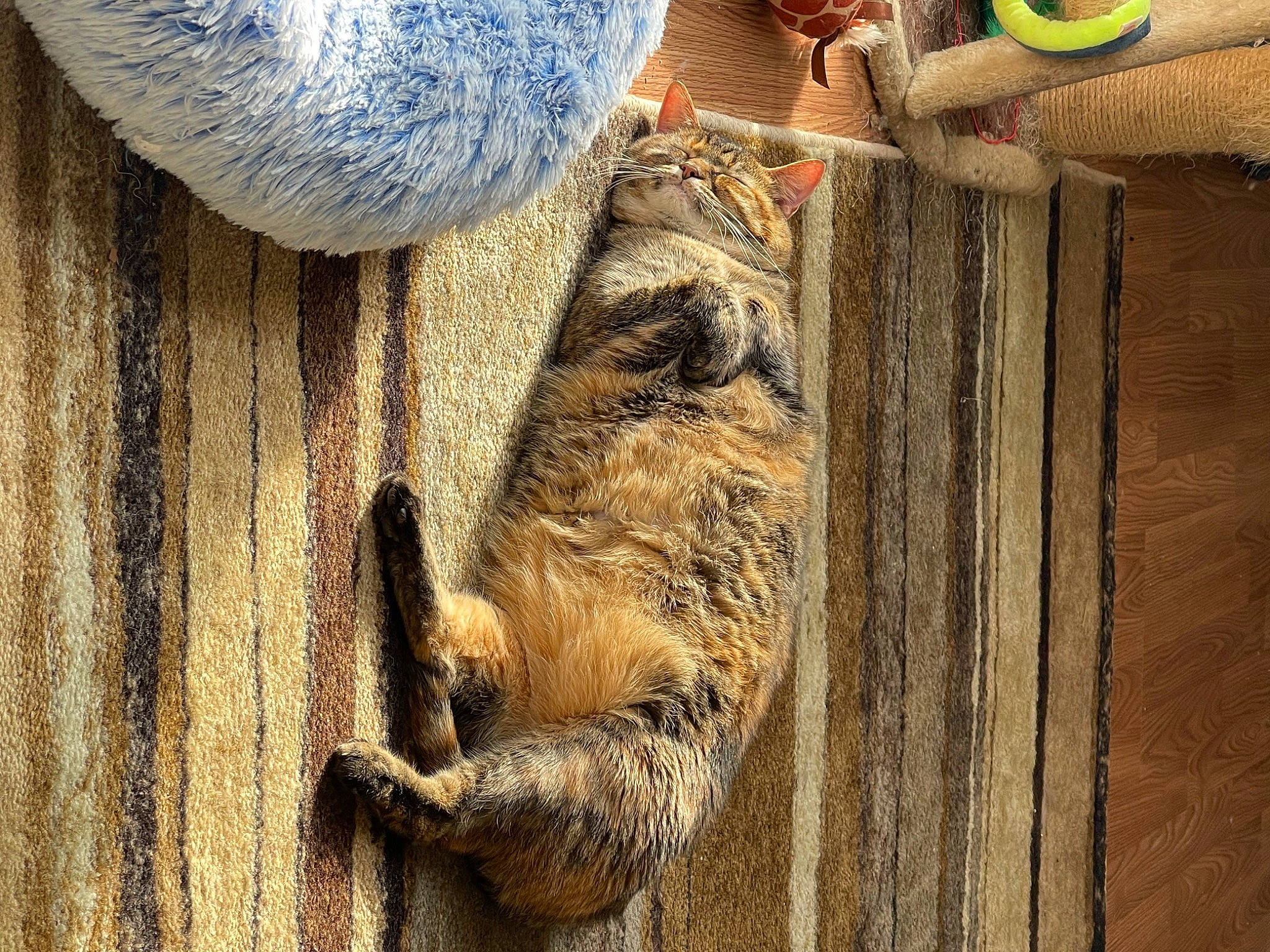 Melody is registered to the contest to win money with this photo: agriculture, art, artifact, door, fur, hardwood, hat, house, light, metal, rope, soil, tail, terrestrial_animal, trunk, visual_arts, window, wood, wood_stain, wrinkle