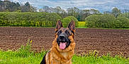 Yam a rejoint le concours — aidez-le/la à gagner de superbes lots ! animal, canine, cloudy_sky, daytime, dog, ears, field, fur, german_shepherd, grass, happy, landscape, leash, nature, obedient, outdoor, path, pet, sitting, tongue