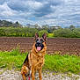 animal, canine, cloudy_sky, daytime, dog, ears, field, fur, german_shepherd, grass, happy, landscape, leash, nature, obedient, outdoor, path, pet, sitting, tongue
