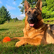 Yam a rejoint le concours — aidez-le/la à gagner de superbes lots ! animal, blue_sky, canine, dog, ears_up, german_shepherd, grass, happy, muzzle, nature, orange_ball, outdoor, park, pet, playful, summer, sunlight, tongue_out, toy, tree