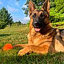 animal, blue_sky, canine, dog, ears_up, german_shepherd, grass, happy, muzzle, nature, orange_ball, outdoor, park, pet, playful, summer, sunlight, tongue_out, toy, tree