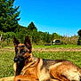 Yam participe au concours pour gagner de l'argent avec cette photo : animal, blue_sky, canine, chewed_ball, daylight, dog, ears, field, fur, german_shepherd, grass, greenery, lying_down, nature, outdoor, pet, playful, snout, sunny, toy