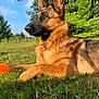 Yam participe au concours pour gagner de l'argent avec cette photo : alert, animal, ball, canine, daytime, dog, ears_up, fence, german_shepherd, grass, greenery, laying_down, nature, outdoor, park, pet, playing, summer, sunny, tree