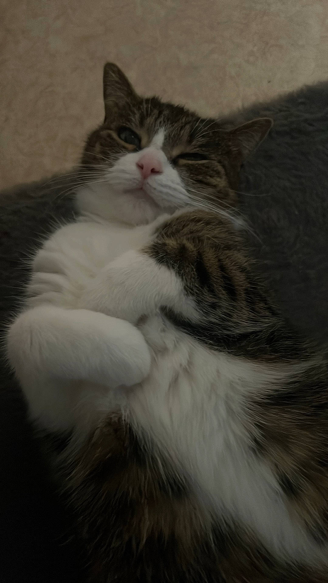 Marcus a rejoint le concours — aidez-le/la à gagner de superbes lots ! carnivore, cat, claw, comfort, domestic_short_haired_cat, eye, felidae, fur, iris, monochrome, monochrome_photography, paw, small_to_medium_sized_cats, snout, tail, whiskers