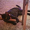 Raven is registered to the contest to win money with this photo: animal, black_cat, carpet, cat, chair, closeup, collar, cozy, feline, floor, golden_eyes, home, indoor, lying_down, pet, pink_collar, playful, portrait, upside_down, wooden_furniture