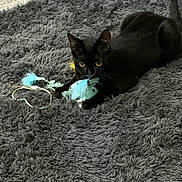 Raven joined the competition — help win amazing prizes! cat, black_cat, pet, animal, feline, yellow_eyes, pointed_ears, whiskers, tail, toy, cat_toy, blanket, shaggy_texture, indoor, closeup, crouching, playful, alert, black_and_white, color_accent