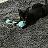 cat, black_cat, pet, animal, feline, yellow_eyes, pointed_ears, whiskers, tail, toy, cat_toy, blanket, shaggy_texture, indoor, closeup, crouching, playful, alert, black_and_white, color_accent