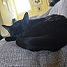 Raven is registered to the contest to win money with this photo: black_cat, cat, sleeping, resting, curled_up, sofa, couch, furniture, indoor, home, living_room, dark_fur, whiskers, ears, tail, cozy, relaxed, pet, portrait, nap