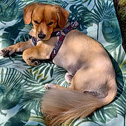 Toto participe au concours pour gagner de l'argent avec cette photo : dog, puppy, lying_down, blanket, leaf_pattern, outdoor, sunlight, harness, fur, tail, relaxed, pet, canine, resting, nature, grass, cute, small_dog, animal, daytime