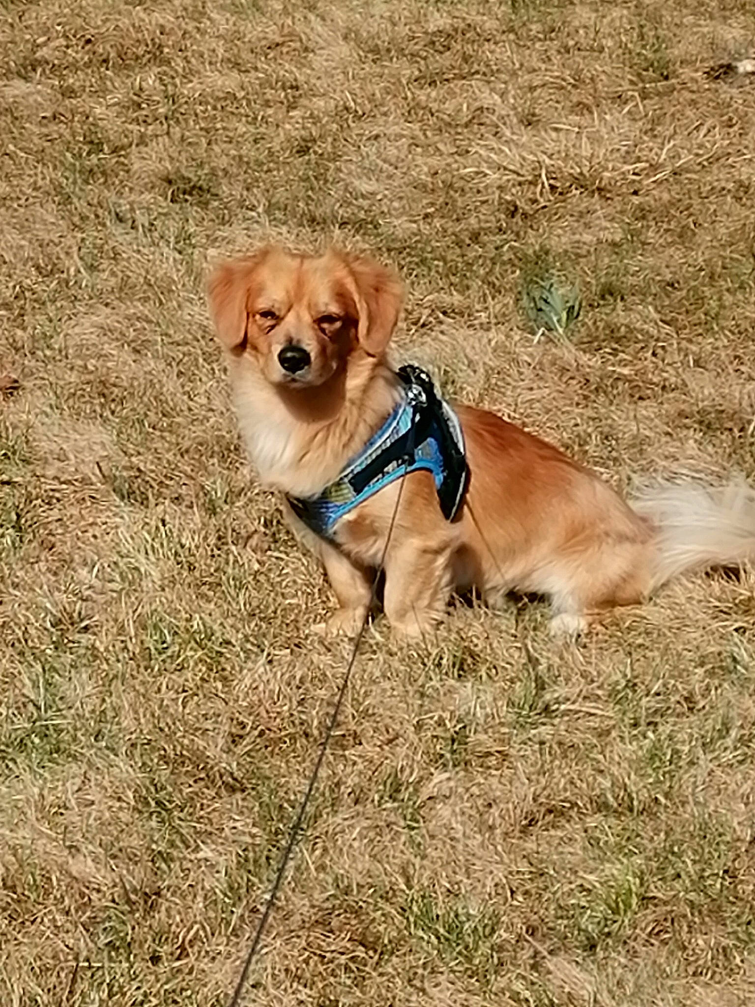 Toto a rejoint le concours — aidez-le/la à gagner de superbes lots ! canidae, carnivore, collar, companion_dog, dog, dog_breed, dog_collar, dog_supply, fawn, grass, gun_dog, leash, liver, pet_supply, plant, snout, sporting_group, tail, terrestrial_animal, working_animal