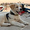 animal, boat, collar, dog, happy, harness, lying_down, marina, mountains, outdoor, palm_trees, pet, playful, portrait, puppy, sitting, sunset, tongue_out, vacation, water