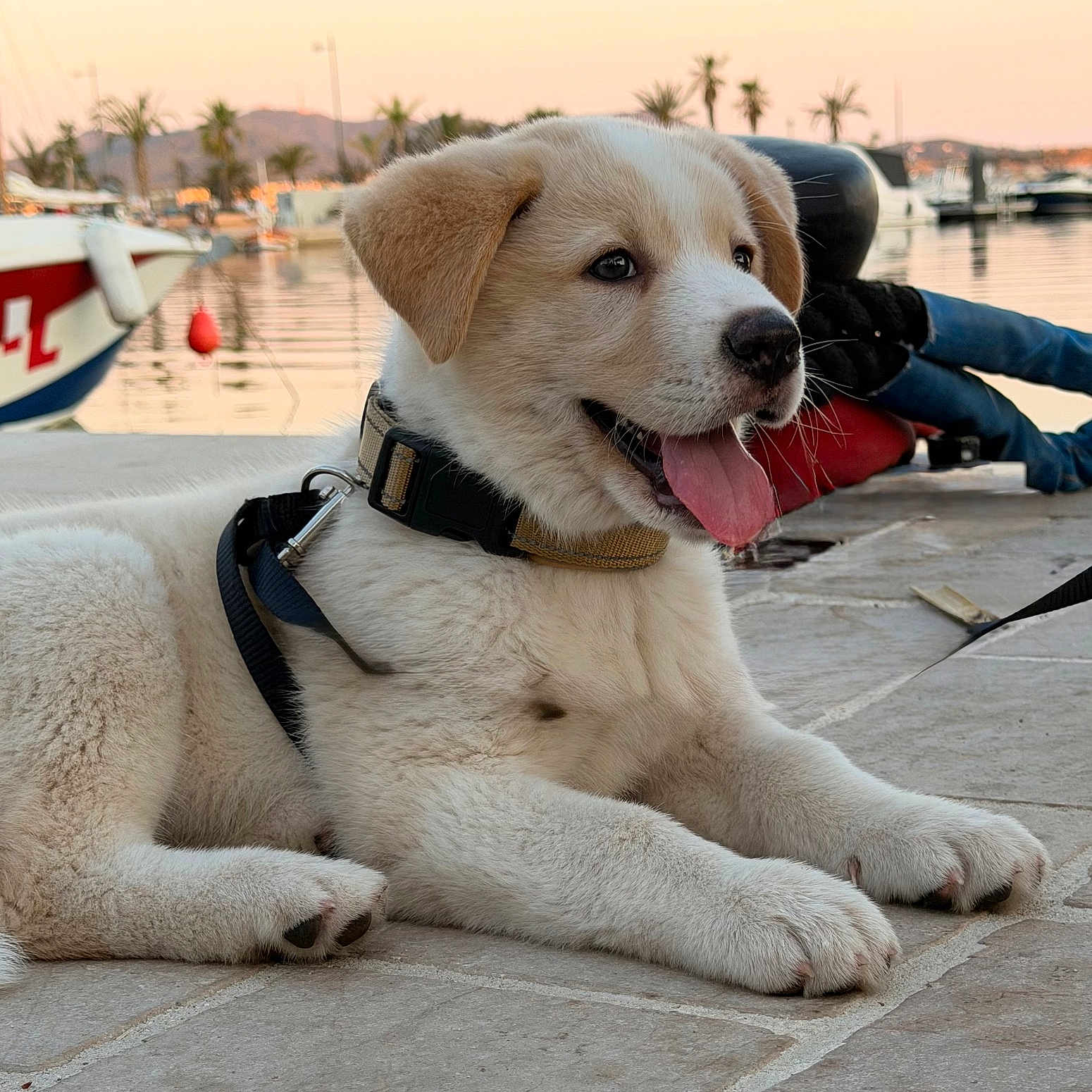 Bao participe au concours pour gagner de l'argent avec cette photo : animal, boat, collar, dog, happy, harness, lying_down, marina, mountains, outdoor, palm_trees, pet, playful, portrait, puppy, sitting, sunset, tongue_out, vacation, water