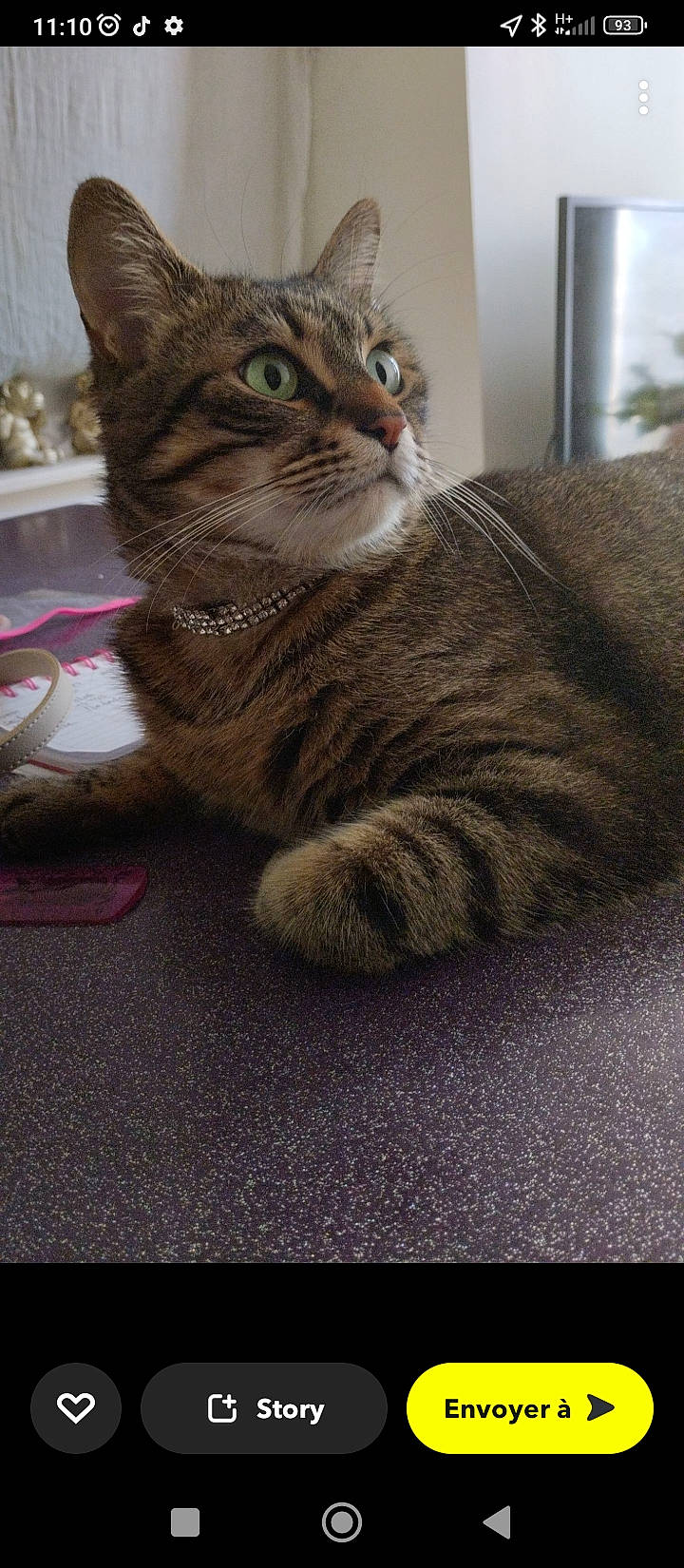 Macaron participe au concours pour gagner de l'argent avec cette photo : carnivore, cat, claw, comfort, domestic_short_haired_cat, fawn, felidae, flooring, foot, fur, paw, sitting, small_to_medium_sized_cats, snout, tail, terrestrial_animal, whiskers, window