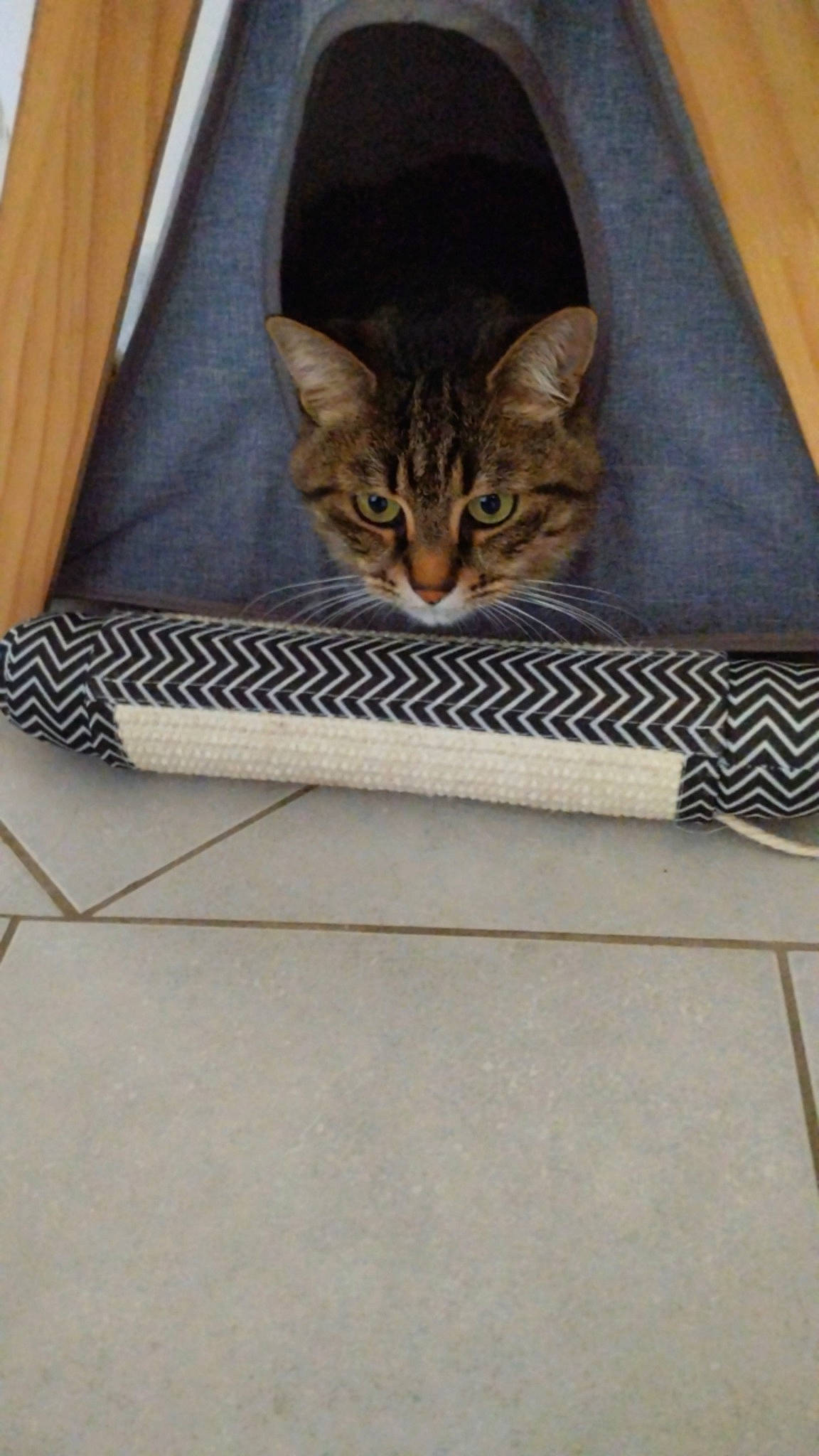 Macaron a rejoint le concours — aidez-le/la à gagner de superbes lots ! bag, beige, box, carnivore, cat, comfort, domestic_short_haired_cat, fawn, felidae, flooring, fur, grey, linens, pattern, rectangle, small_to_medium_sized_cats, tail, terrestrial_animal, whiskers, wood