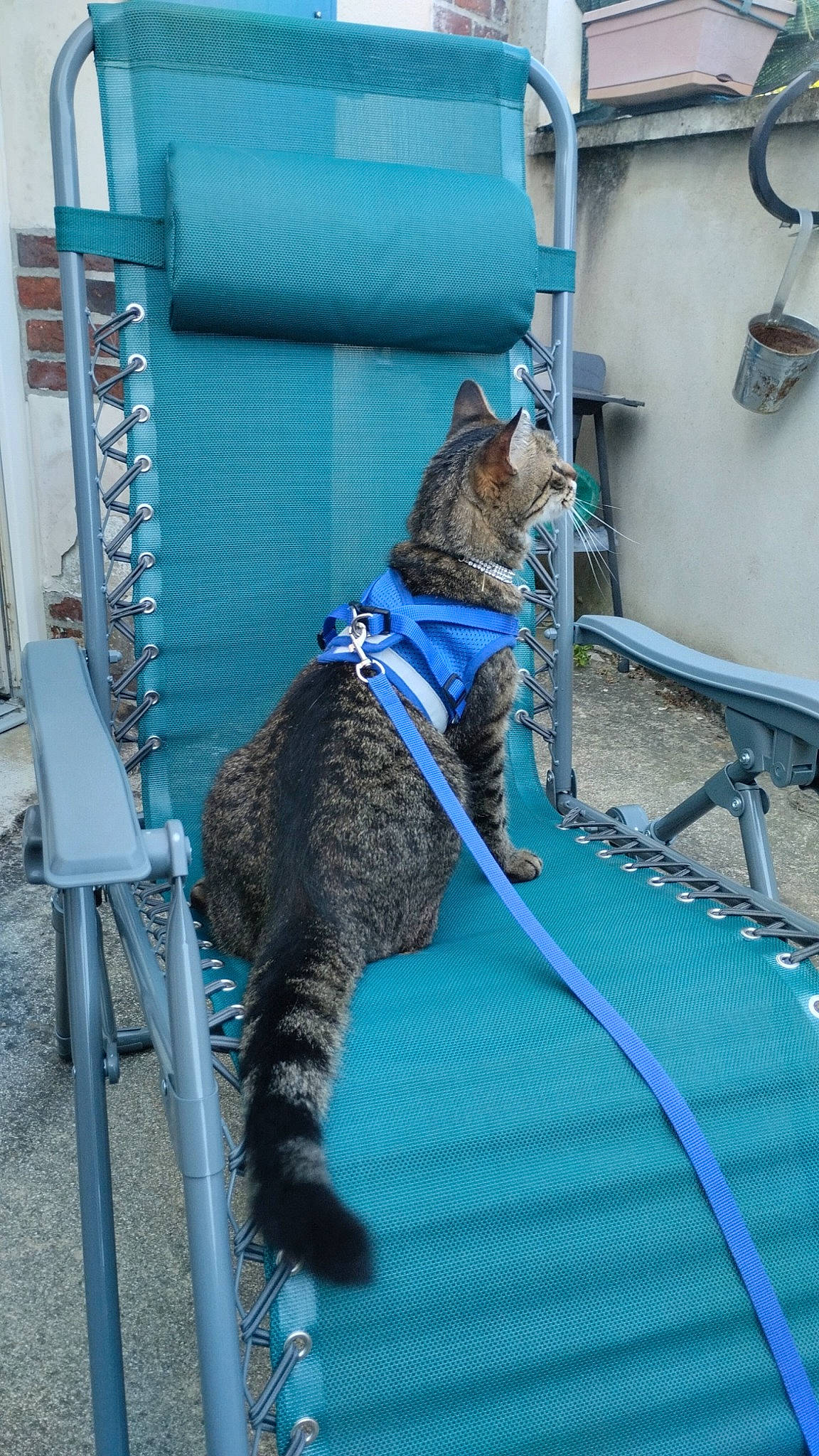 Macaron participe au concours pour gagner de l'argent avec cette photo : blue, canidae, carnivore, cat, collar, dog_breed, domestic_short_haired_cat, electric_blue, fashion_accessory, felidae, fur, leash, rope, rope_rhythmic_gymnastics, small_to_medium_sized_cats, snout, sporting_group, tail, terrestrial_animal, whiskers