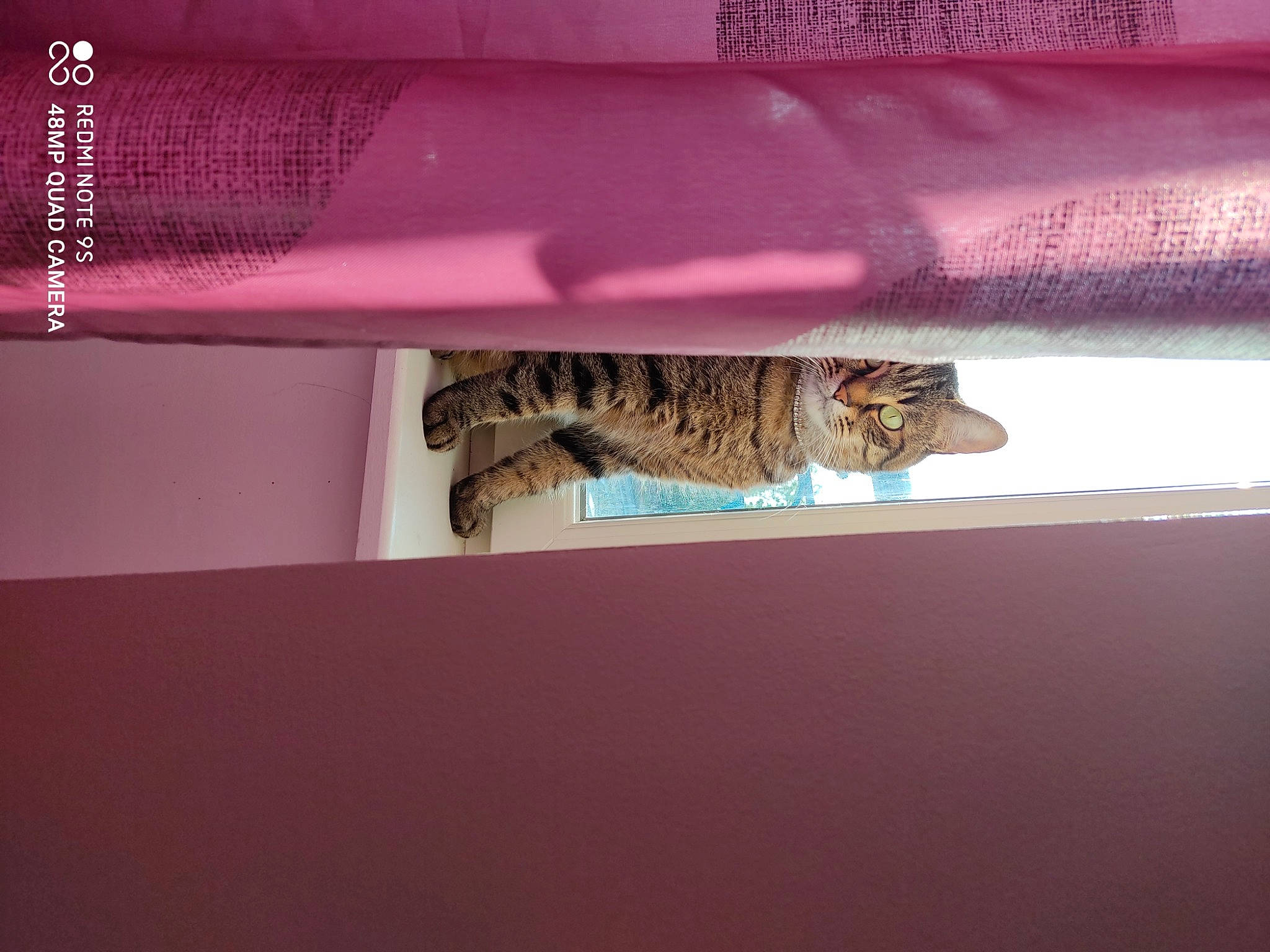 Macaron participe au concours pour gagner de l'argent avec cette photo : art, big_cats, carnivore, cat, felidae, font, fur, leopard, magenta, pattern, reptile, room, small_to_medium_sized_cats, tail, terrestrial_animal, tints_and_shades, tourist_attraction, visual_arts, whiskers, wildlife