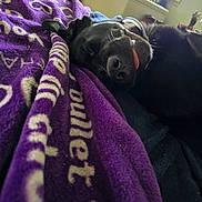 Bella is registered to the contest to win money with this photo: dog, sleeping, black_dog, blanket, purple_blanket, bedroom, tongue_out, nap, resting, indoor, collar, furniture, cabinet, window, curtain, soft_light, cozy, pet, animal, relaxation