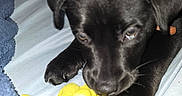 Bella is registered to the contest to win money with this photo: animal, bed, black_dog, blanket, chewing, close_up, cozy, cute, dog, domestic_animal, furniture, indoor, pet, plush_toy, puppy, relaxed, resting, sleeping_area, toy, young_dog