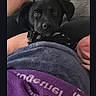 Bella is registered to the contest to win money with this photo: animal, black_dog, blanket, casual, comfort, couch, cozy, cushion, dog, fur, hand, home, indoor, leg, person, pet, portrait, relaxed, resting, soft
