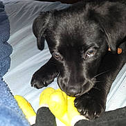 Bella is registered to the contest to win money with this photo: animal, bed, black_dog, blanket, closeup, collar, cute, dog, domestic_animal, fur, indoor, paw, pet, playful, plush_toy, puppy, resting, soft_toy, toy, young_dog