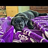 animal, bedroom, black_dog, blanket, cabinet, companion, cozy, cute, dog, domestic, furniture, indoor, looking_at_camera, lying_down, pet, puppy, purple_blanket, resting, soft_texture, young_dog