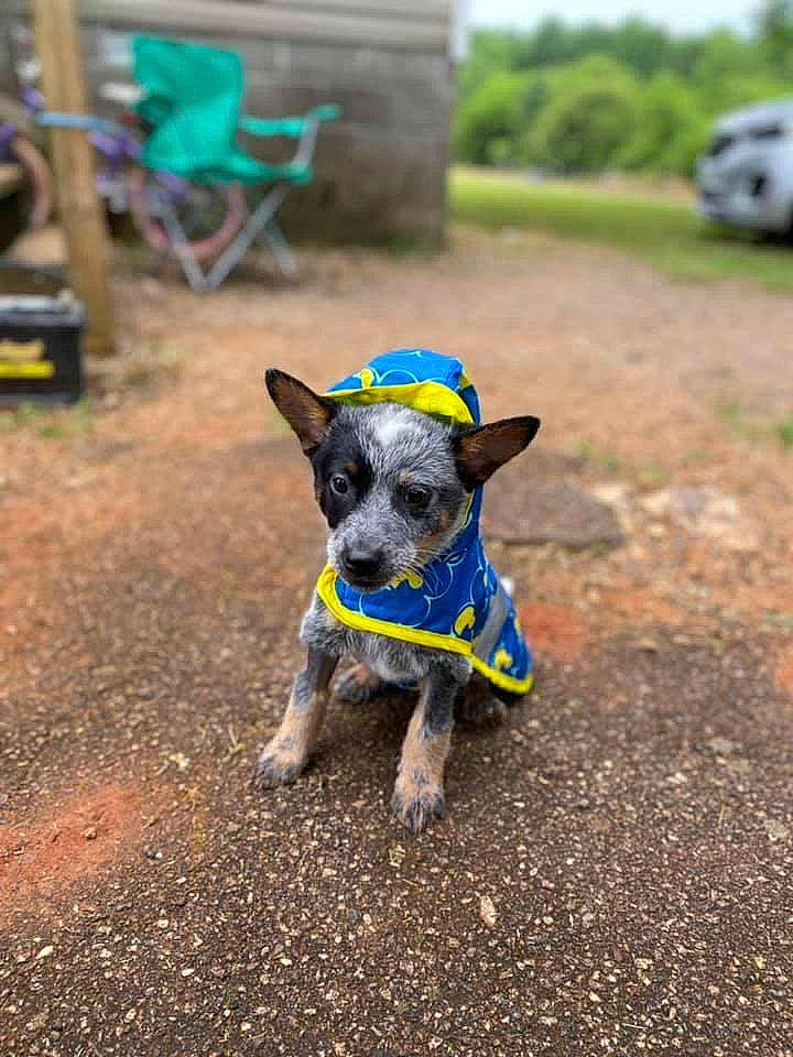 Merle joined the competition — help win amazing prizes! asphalt, canidae, carnivore, chair, companion_dog, dog, dog_breed, fawn, grass, landscape, plant, road, road_surface, sky, snout, soil, sporting_group, tail, tree, working_animal