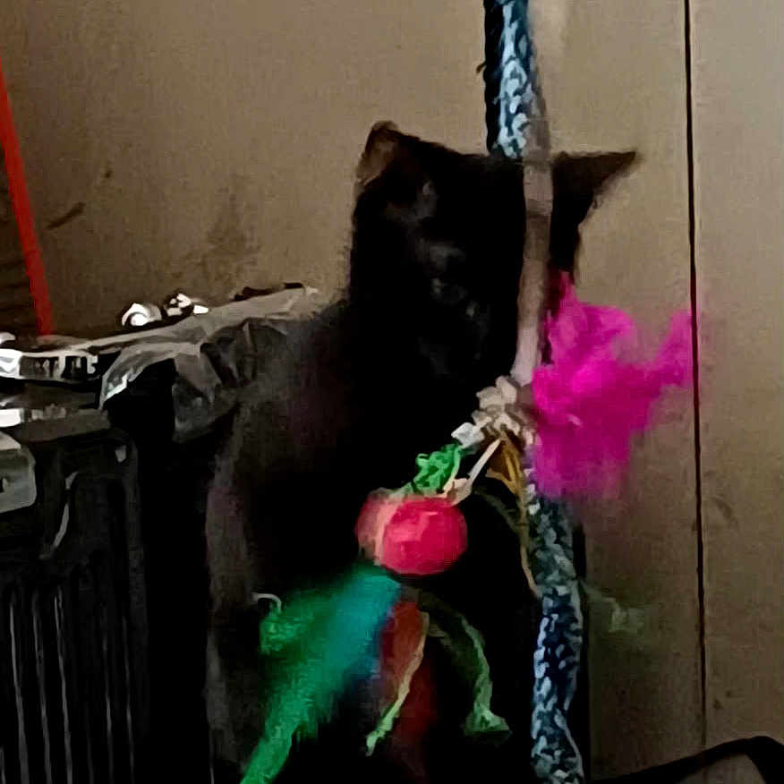 Pestouille participe au concours pour gagner de l'argent avec cette photo : cat, black_cat, feather_toy, indoor, pet, feline, playing, blurred, dim_light, wall, cabinet, colorful, animal, toy, domestic, furry, cute, shadow, household, fun