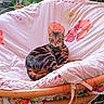 cat, tabby_cat, chair, cushion, floral_pattern, pet, animal, feline, relaxing, indoor, fur, whiskers, ears, face, eyes, home, resting, comfort, wooden_frame, nature