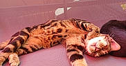 Oslo participe au concours pour gagner de l'argent avec cette photo : cat, tabby_cat, sleeping, relaxed, fur, spotted, paw, whiskers, ears, closeup, resting, indoor, purple_surface, mesh_texture, feline, cute, animal, pet, cozy, nap