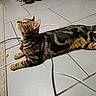 cat, tabby_cat, indoor, floor, tile_floor, collar, bell, pet, animal, curious, lying_down, striped, whiskers, ears, tail, toy, cable, carpet_edge, domestic_cat, looking_up