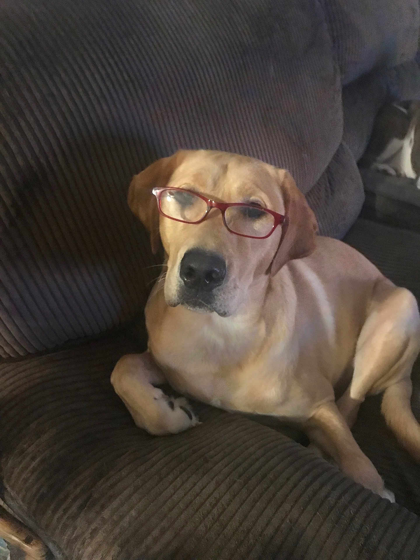 Loki is registered to the contest to win money with this photo: dog, glasses, couch, indoor, pet, light_brown, relaxed, canine, seated, furniture, corduroy, domestic_animal, companion, face, mammal, resting, household, cute, eyewear, portrait