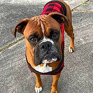 Cj is registered to the contest to win money with this photo: dog, boxer, pet, animal, canine, outdoor, sidewalk, concrete, grass, leaves, red_jacket, plaid, looking_up, brown_fur, white_paws, ears, nose, eyes, portrait, standing