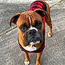 dog, boxer, pet, animal, canine, outdoor, sidewalk, concrete, grass, leaves, red_jacket, plaid, looking_up, brown_fur, white_paws, ears, nose, eyes, portrait, standing