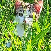 Kebab participe au concours pour gagner de l'argent avec cette photo : animal, camouflage, cat, closeup, curious, daylight, ears, eyes, face, foliage, grass, greenery, hidden, mammal, nature, outdoor, pet, plants, stalking, wildlife