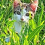 animal, camouflage, cat, closeup, curious, daylight, ears, eyes, face, foliage, grass, greenery, hidden, mammal, nature, outdoor, pet, plants, stalking, wildlife