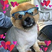 Happy a rejoint le concours — aidez-le/la à gagner de superbes lots ! carnivoran, companion_dog, dog, dog_breed, dog_breed_group, dog_like_mammal, mammal, pomeranian, puppy, snout, spitz, vertebrate