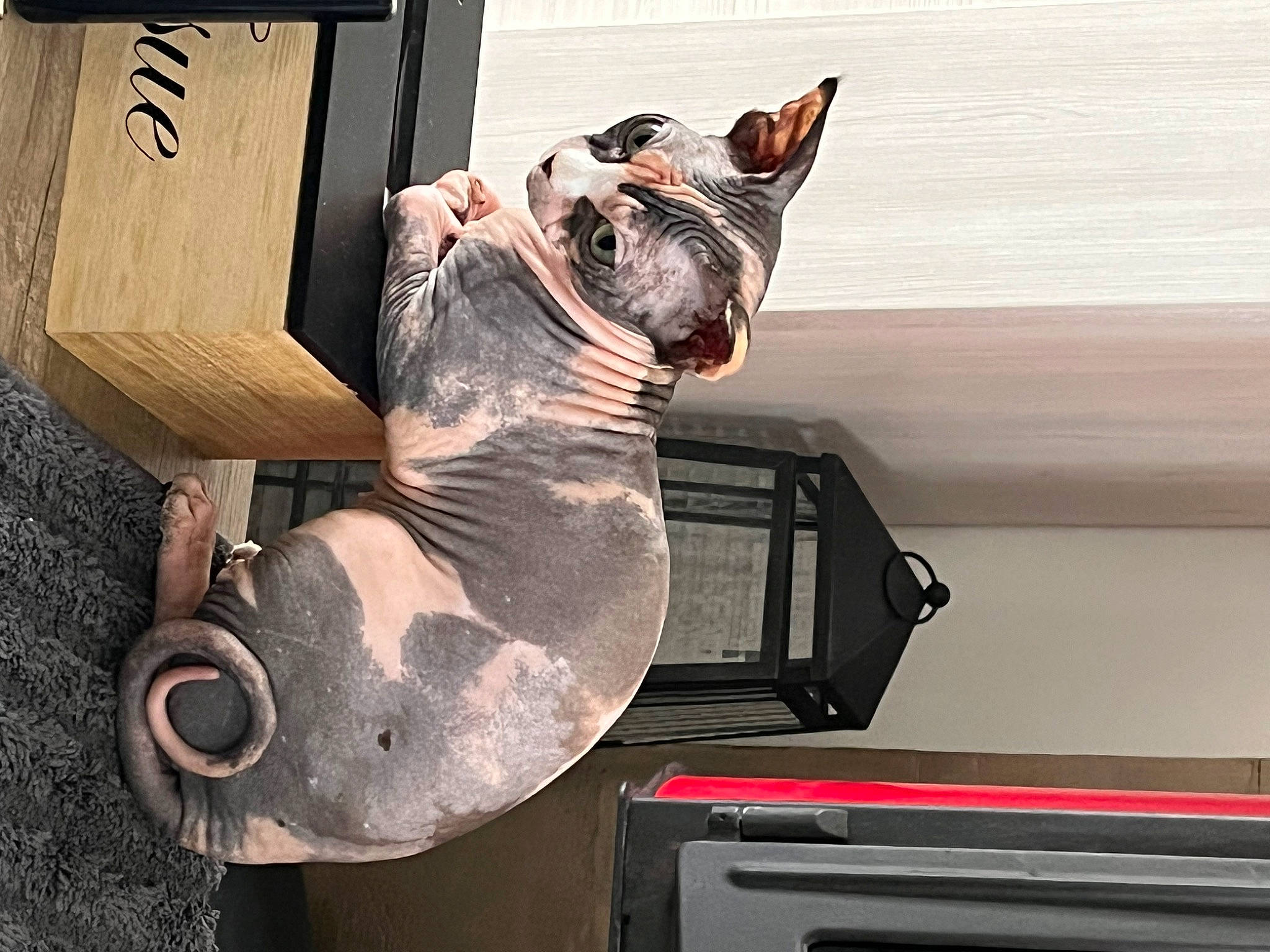 Chanel participe au concours pour gagner de l'argent avec cette photo : bulldog, canidae, carnivore, collar, companion_dog, dog, dog_breed, dog_collar, fawn, felidae, mammal, pet_supply, snout, sporting_group, toy_dog, vertebrate, whiskers, window, wood, working_animal