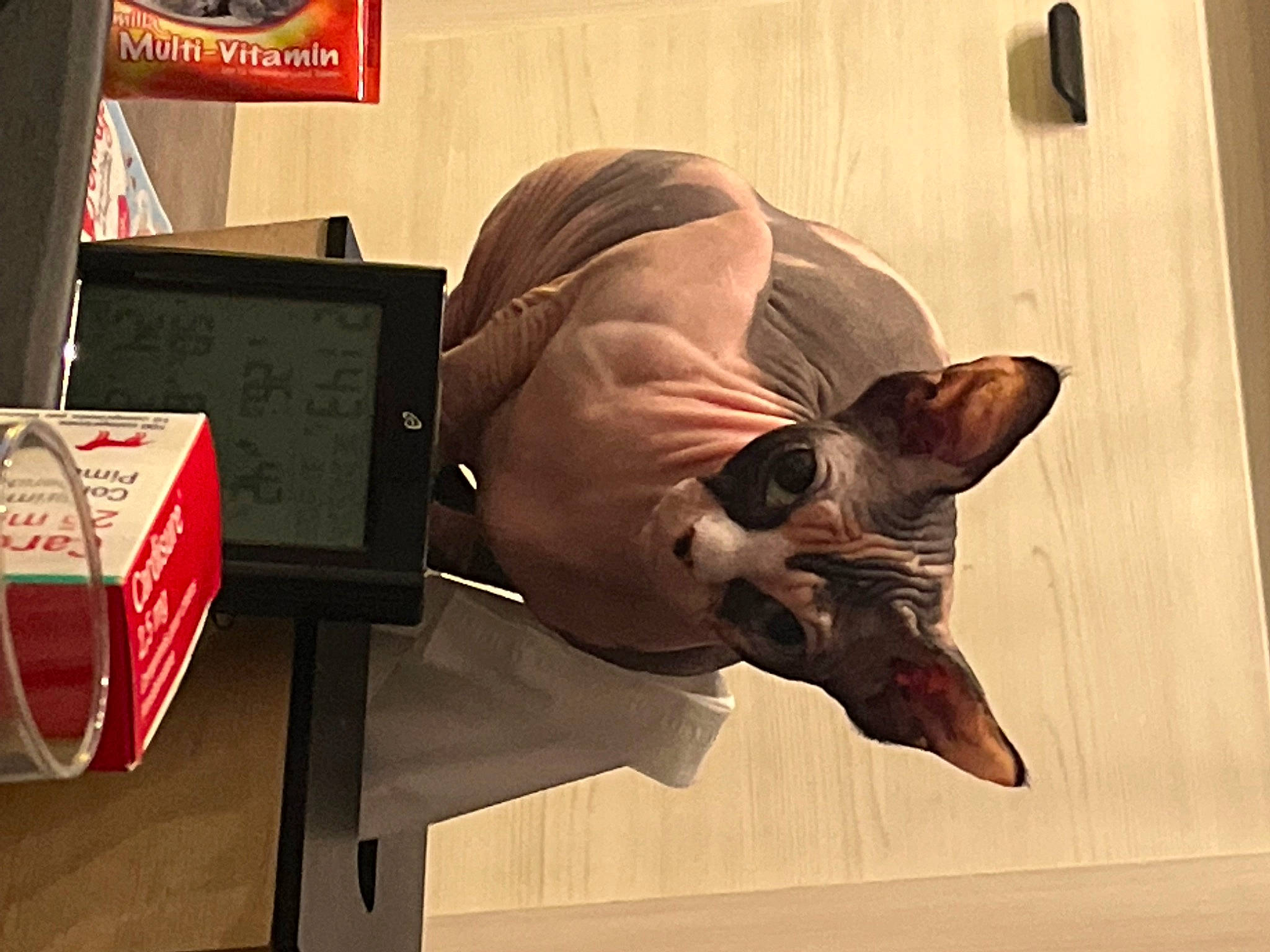 Chanel a rejoint le concours — aidez-le/la à gagner de superbes lots ! art, bat, canidae, carnivore, cat, companion_dog, dog_breed, fawn, felidae, liver, logo, room, small_to_medium_sized_cats, snout, sporting_group, terrestrial_animal, toy_dog, whiskers, wood, working_animal