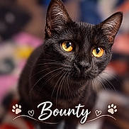 Bounty participe au concours pour gagner de l'argent avec cette photo : black_cat, cat, feline, golden_eyes, whiskers, ears, fur, animal_portrait, close_up, pet, domestic_animal, staring, alert, glossy_fur, nose, paws, bokeh, colorful_background, photography, text_overlay