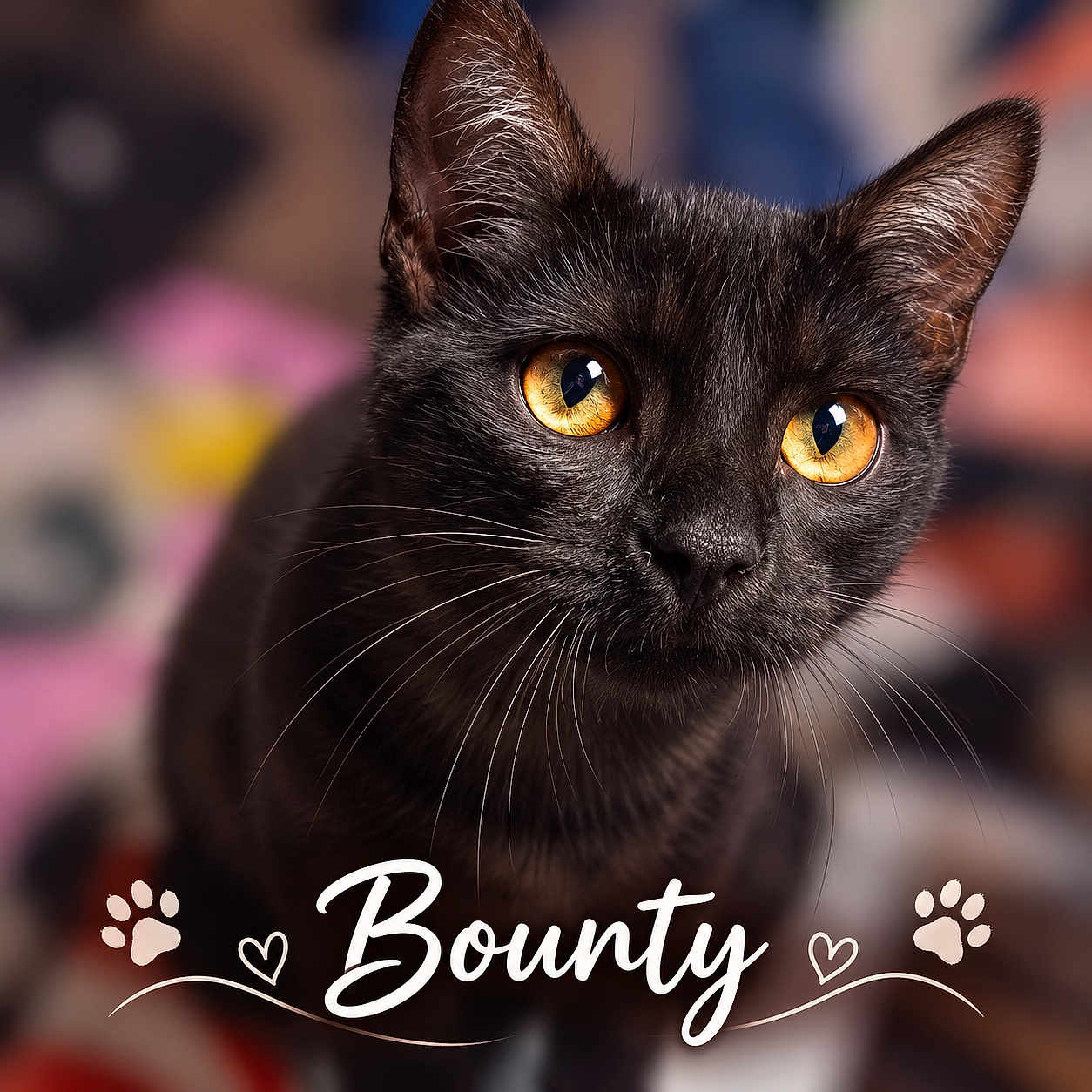 Bounty
