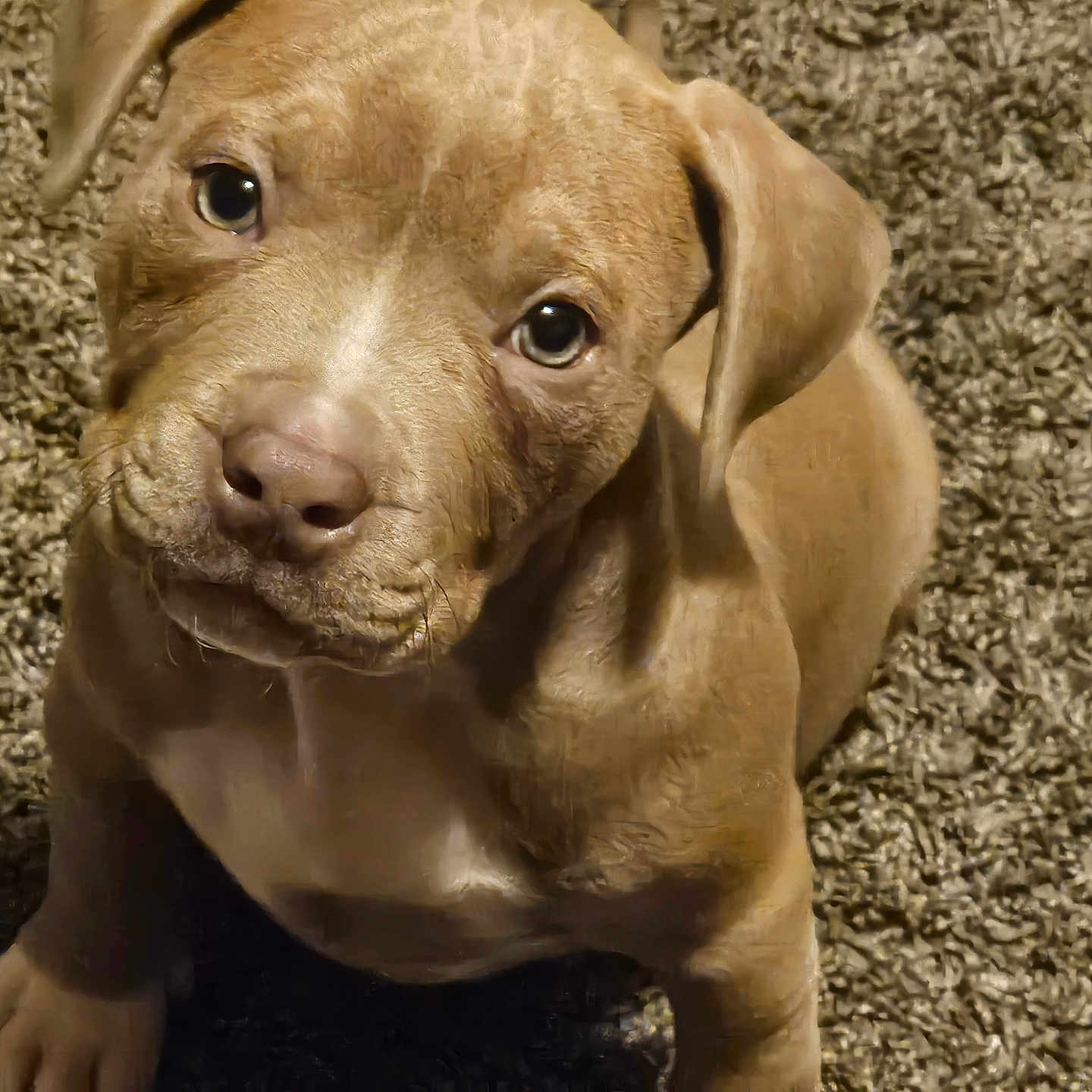 Cinnamon is registered to the contest to win money with this photo: animal, boxer, bulldog, canine, dog, frenchbulldog, hound, labradorretriever, pet, pitbull, pointer, puppy, snout