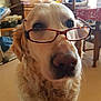 animal, close_up, companionship, curly_fur, cute, dog, domestic, eyes, face, friendly, fur, glasses, golden_retriever, household, indoor, mammal, nose, pet, portrait, whiskers